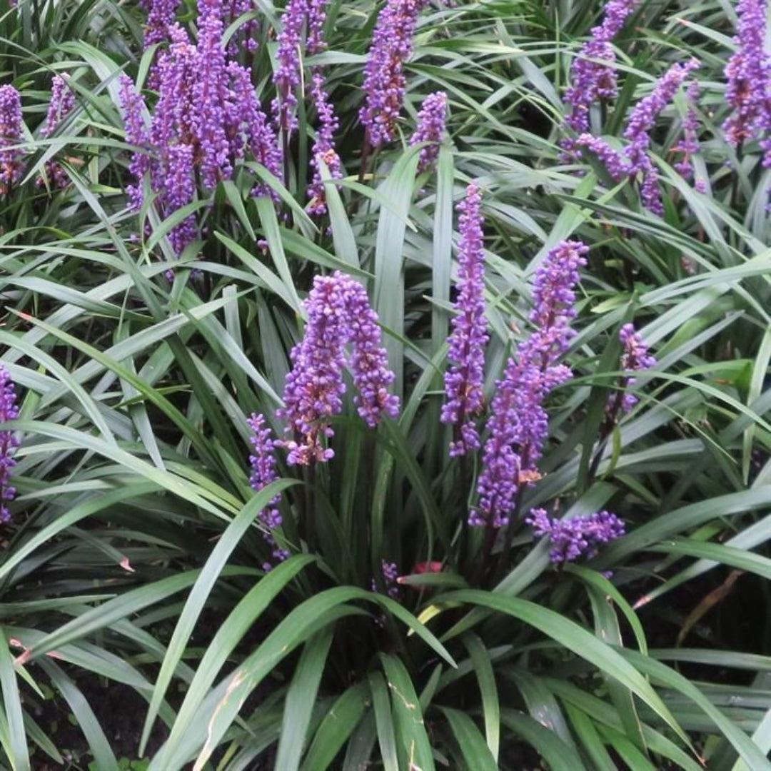 Liriope Muscari &