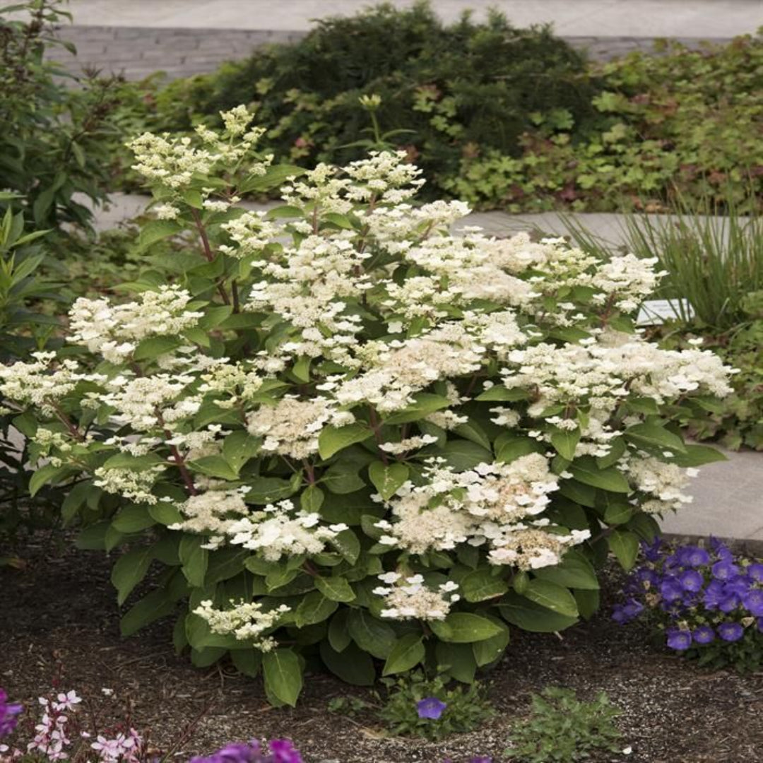 Close-up of Hydrangea Paniculata Dharuma white flower clusters blooming in summer garden