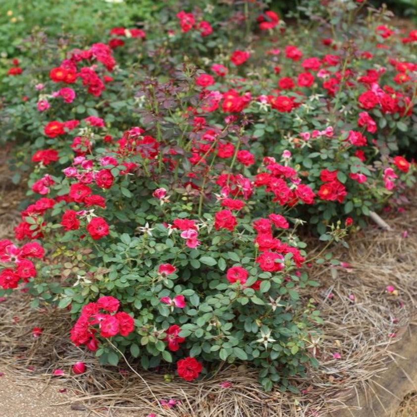 Buy Sunrose Red Rose Plants & Trees Online | Pixies Gardens