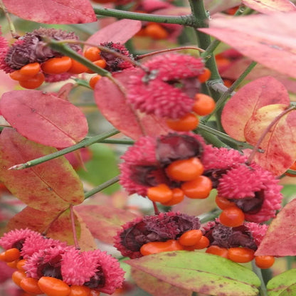 Strawberry Bush