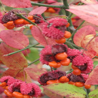 Strawberry Bush
