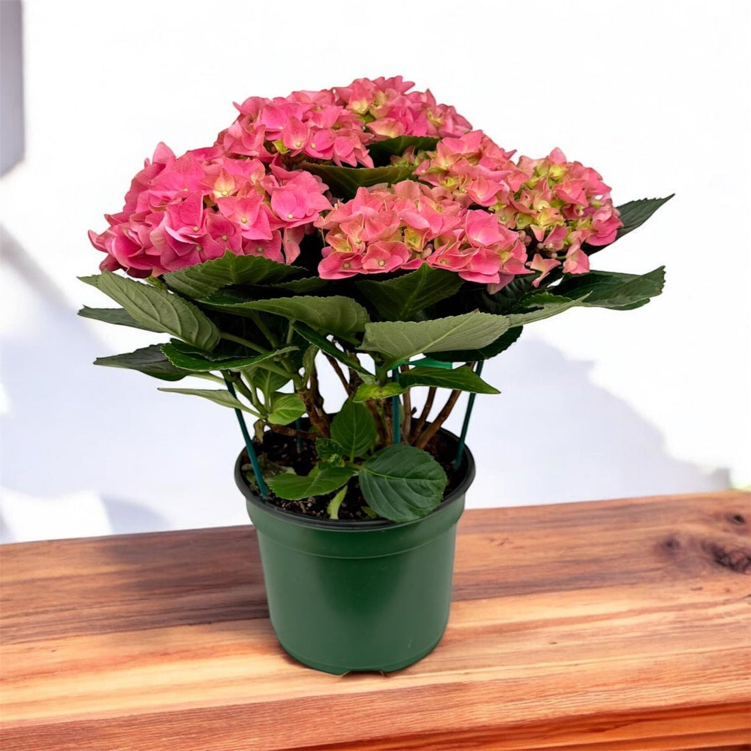 Early Rosa Hydrangea Plant