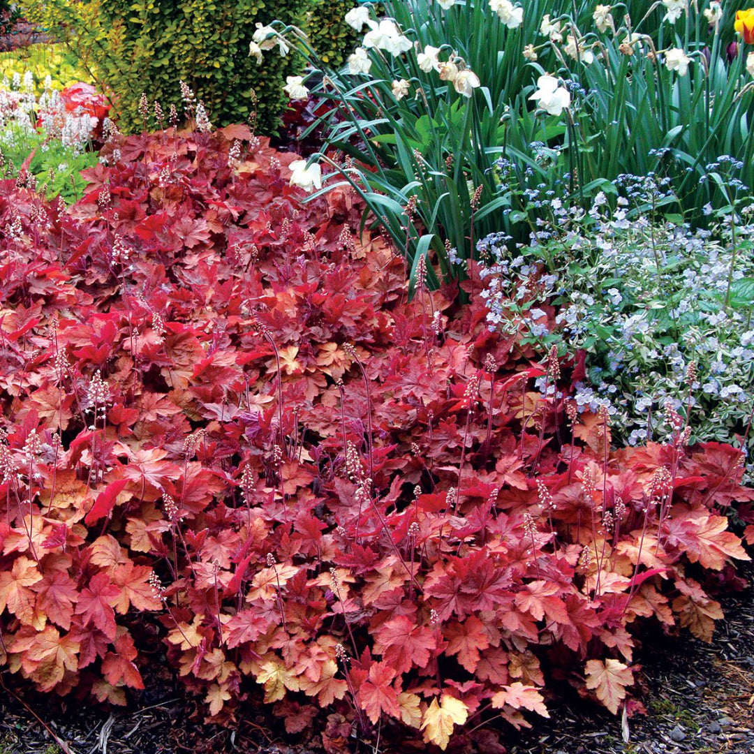 Heucherella Redstone Falls