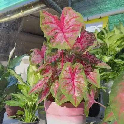 Caladium Plant – Colorful Tropical Foliage Live Indoor Plant in Ceramic Pot