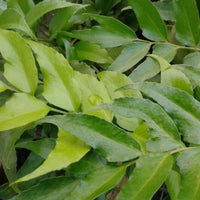 Japanese Holly Fern (Cyrtomium falcatum) - [EG]