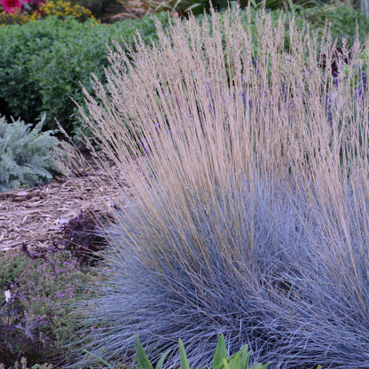 Grass: Festuca glauca Blue Fescue - [EG]