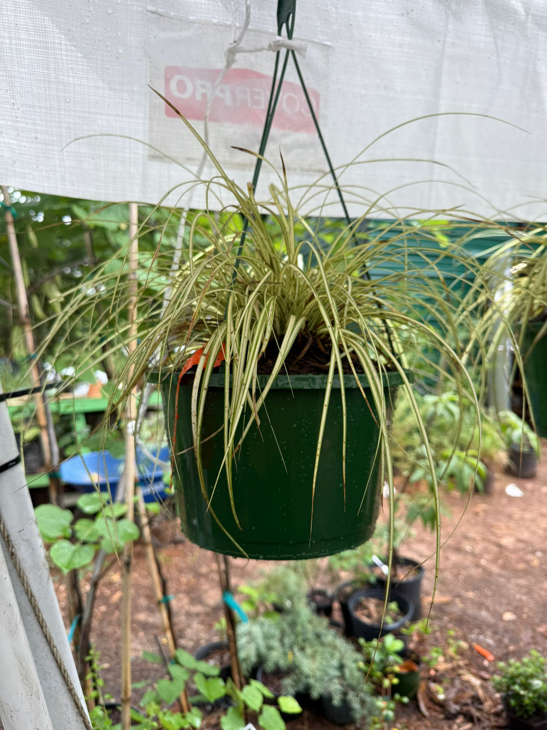 Evergold Carex Grass Hanging Basket (Live Indoor-Outdoor)