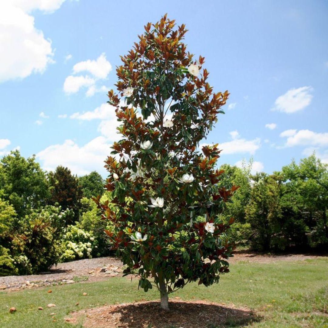 Little Gem Dwarf Magnolia Tree