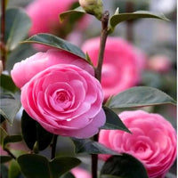 Camellia japonica Pink Perfection Flower Petals