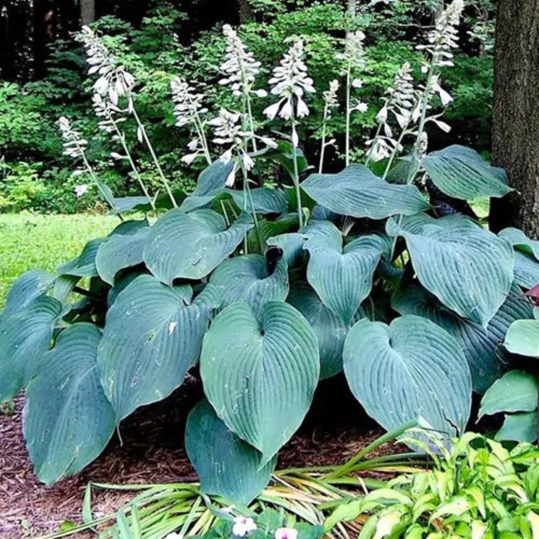 Hosta &