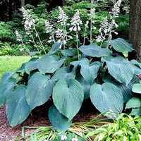 Hosta 'Blue Angel' Plantain Lily