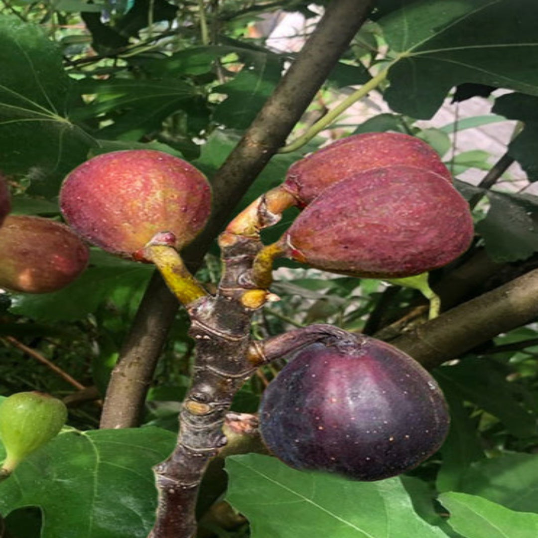 Ficus carica Little Miss Figgy – dwarf fig plant growing in a container
