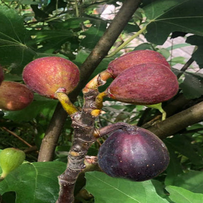 Ficus carica Little Miss Figgy – dwarf fig plant growing in a container