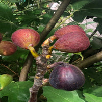 Ficus carica Little Miss Figgy – dwarf fig plant growing in a container