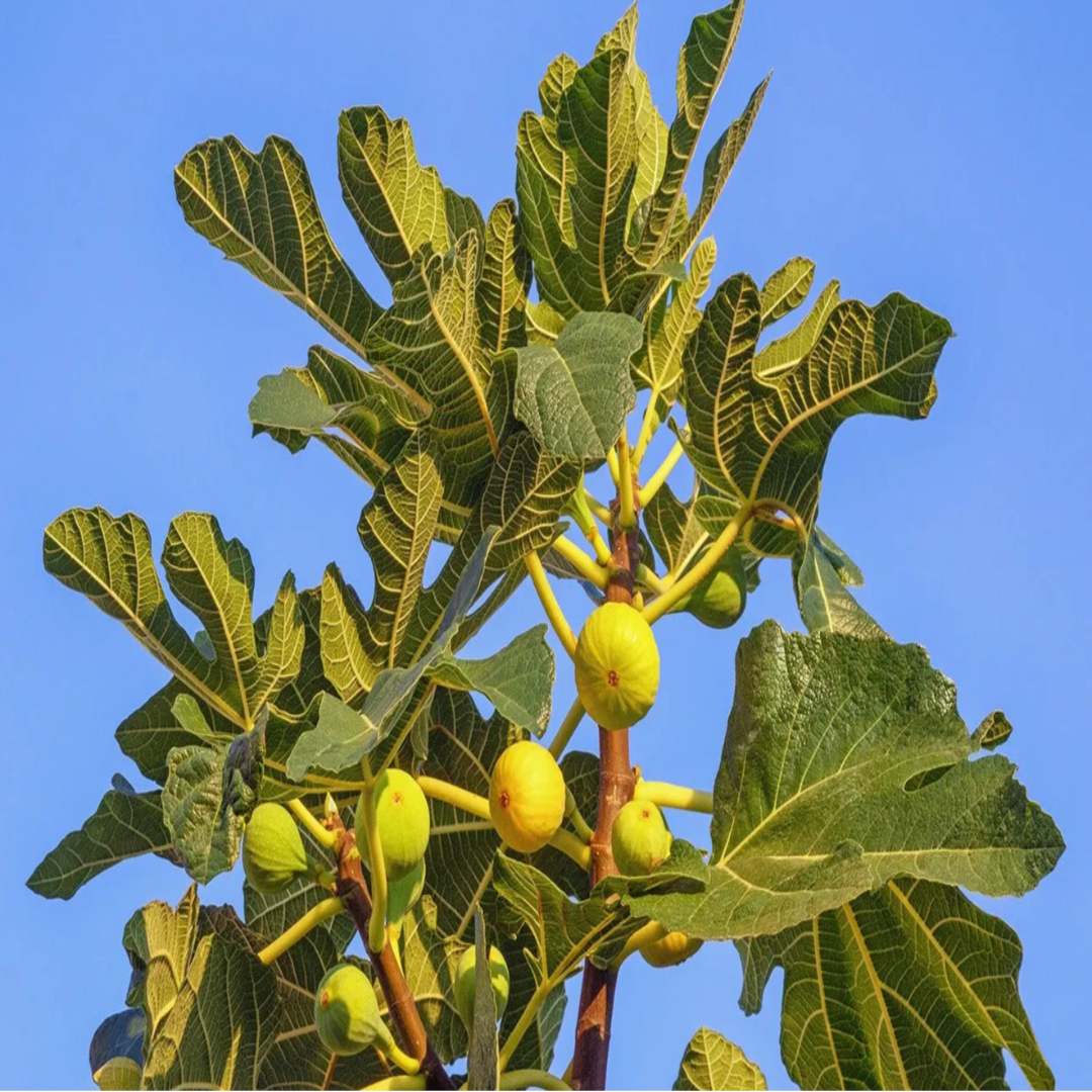 White Marsellias Fig Tree - Cold hardy