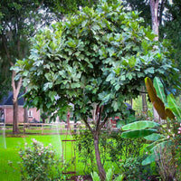 Outdoor garden scene featuring Celeste Fig Tree
