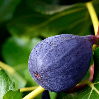 Lousiana Purple Fig