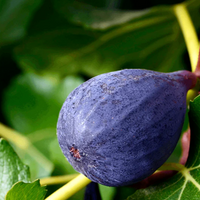Lousiana Purple Fig