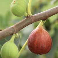 Celeste Fig tree with ripening purple figs and healthy green foliage