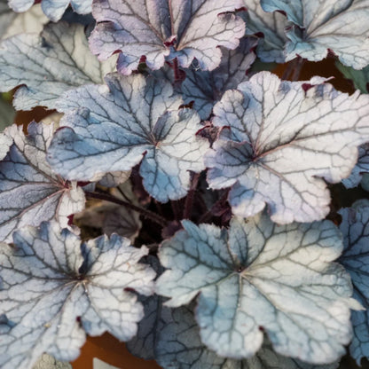Heuchera &