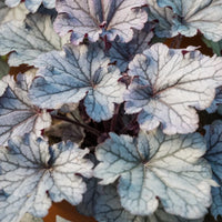 Heuchera 'Indian Summer Huckleberry'