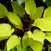 Hosta Fire Island