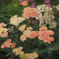 Achillea Firefly Collection 'Firefly Peach Sky'