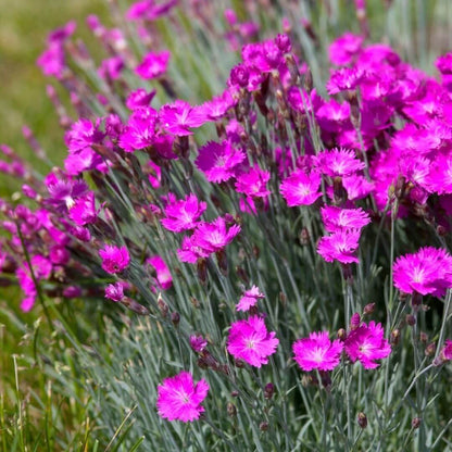 Dianthus Firewitch flowering plant close-up