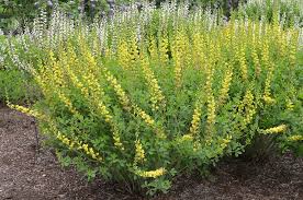 Baptisia Prairieblues Solar Flare