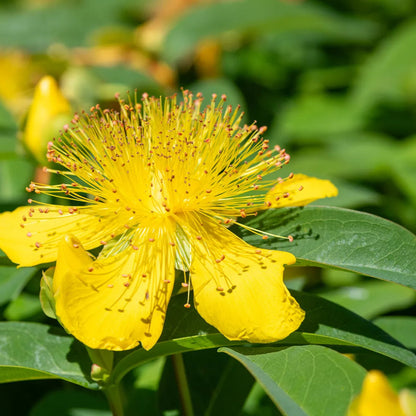 Creels Gold, St Johns Wort