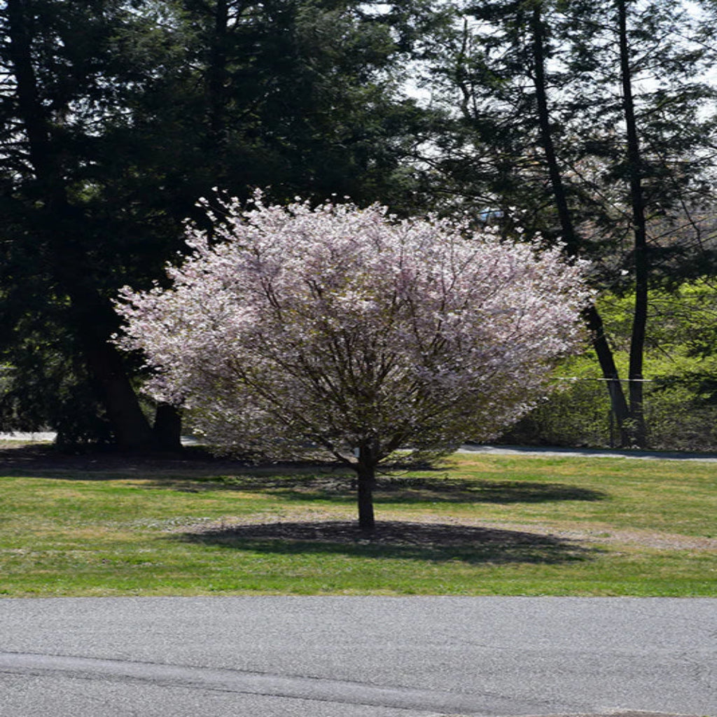 Autumnalis Cherry Tree