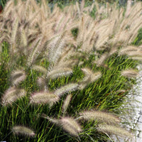 Grass: Pennisetum alopecuroides 'Hameln' Fountain Grass - [EG]