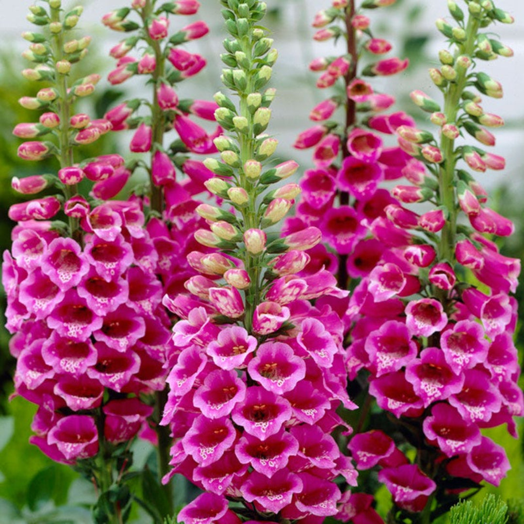 Digitalis purpurea &