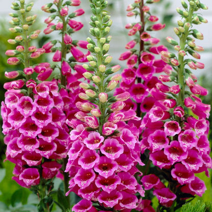 Digitalis purpurea &