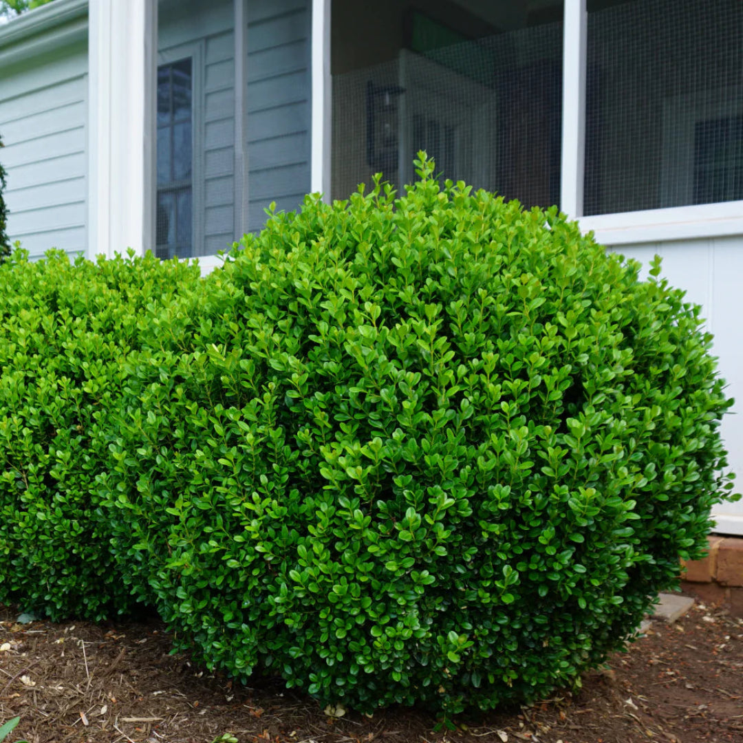 BetterBoxwood Babylon Beauty