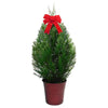Privacy Fence/Conifers
