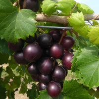 Georgia Red Muscadine