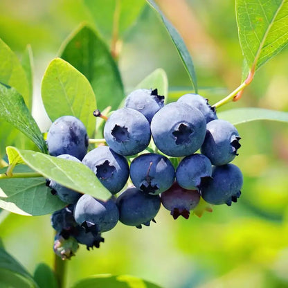Brightwell Rabbiteye Blueberry Bush growing with fresh berries