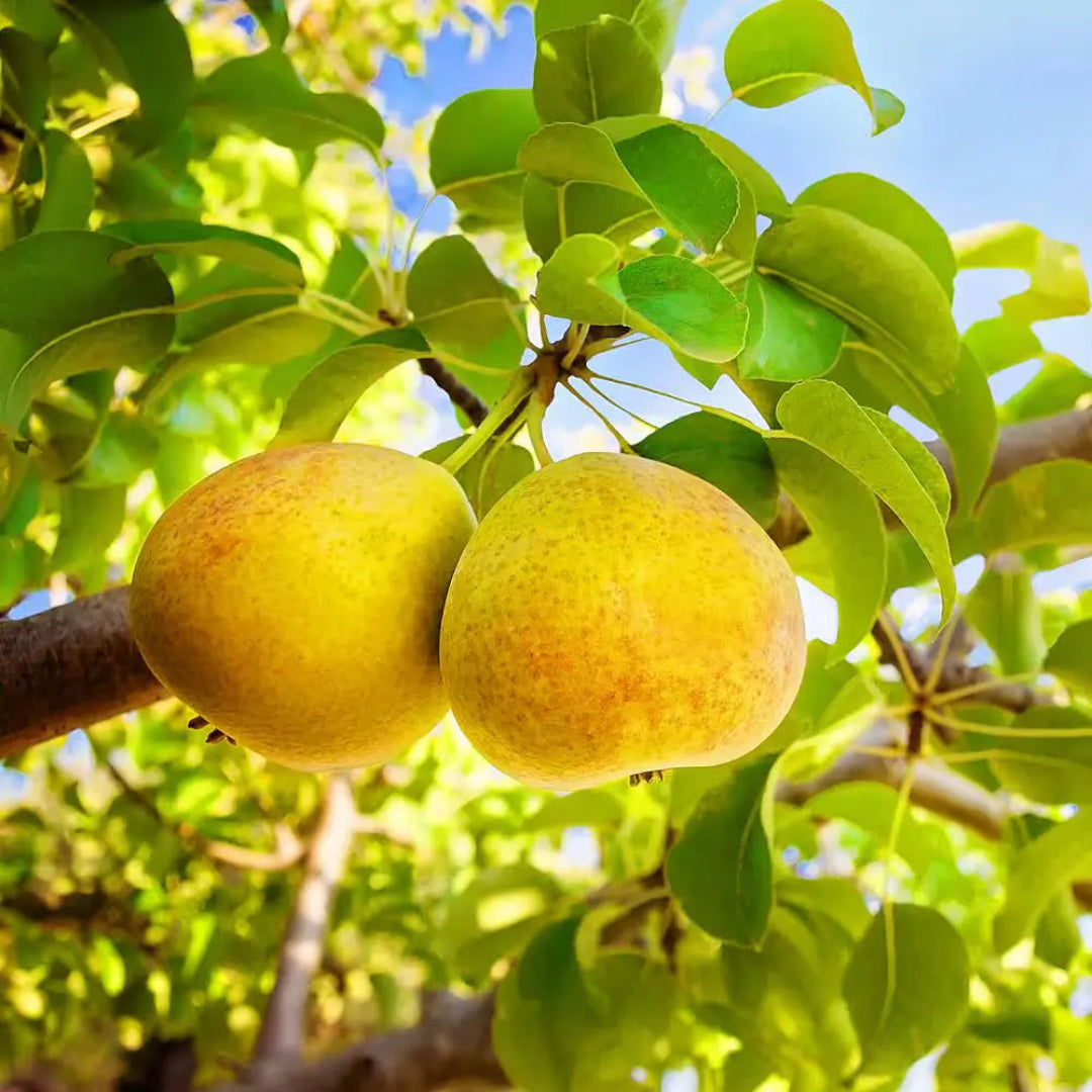 Orient Pear Tree