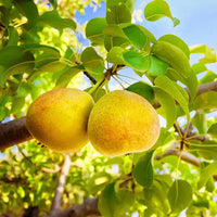 Orient Pear Tree