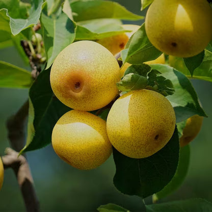 Asian Pear Tree Plant - &