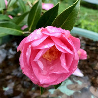 Taylor's perfection Camellia