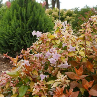 Peach Perfection Abelia