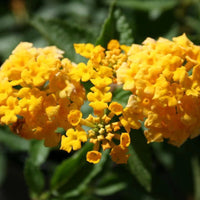 Lantana X 'New Gold' Multipack