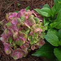 Froggie Bigleaf Hydrangea