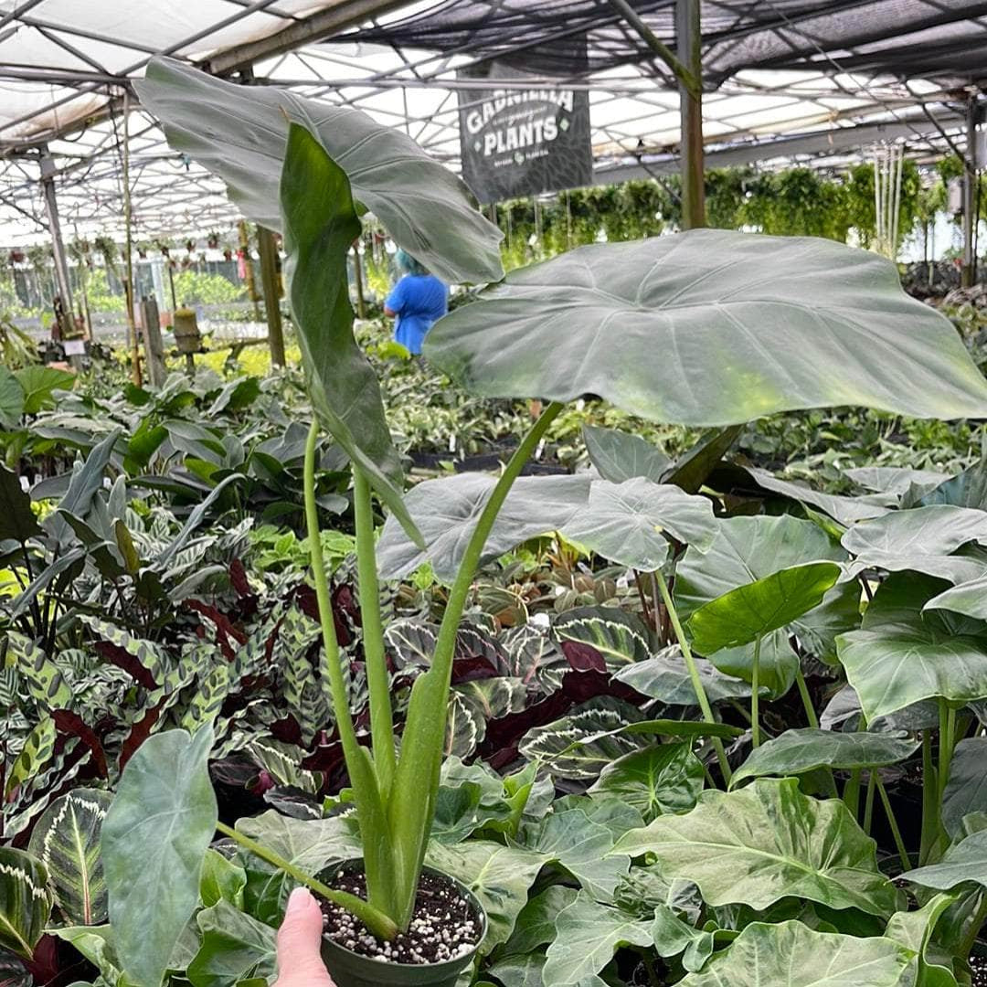 alocasia plant borneo giant elephant ear Borneo King Elephant Ear
