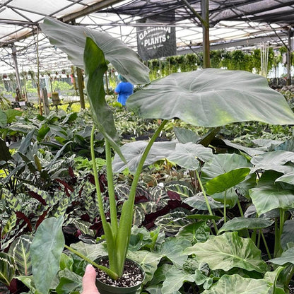 Borneo King Elephant Ear
