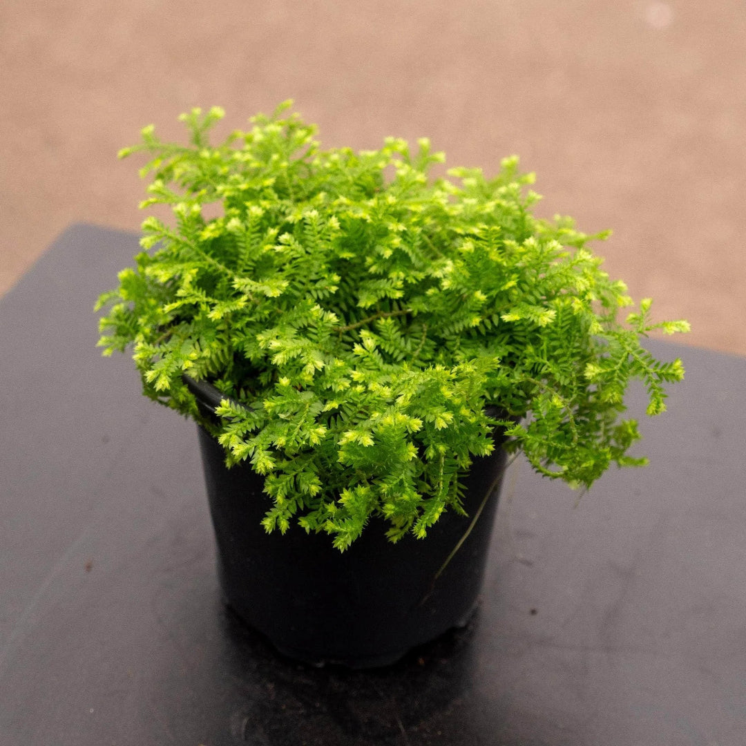 Selaginella kraussiana &