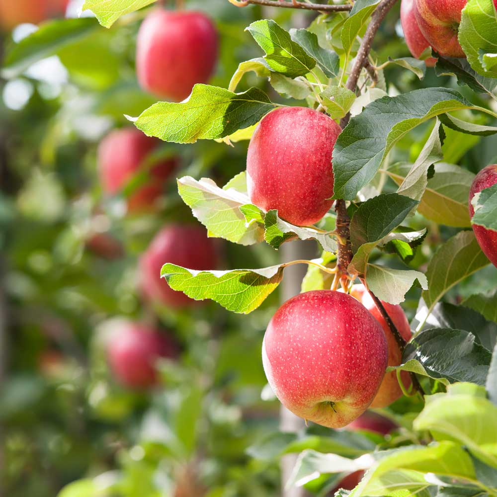 Gala Apple Tree