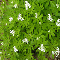 Galium odoratum Sweet Woodruff